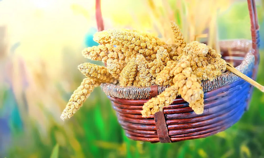 Beyond Rice and Wheat: Exploring Culinary Creativity with Millets