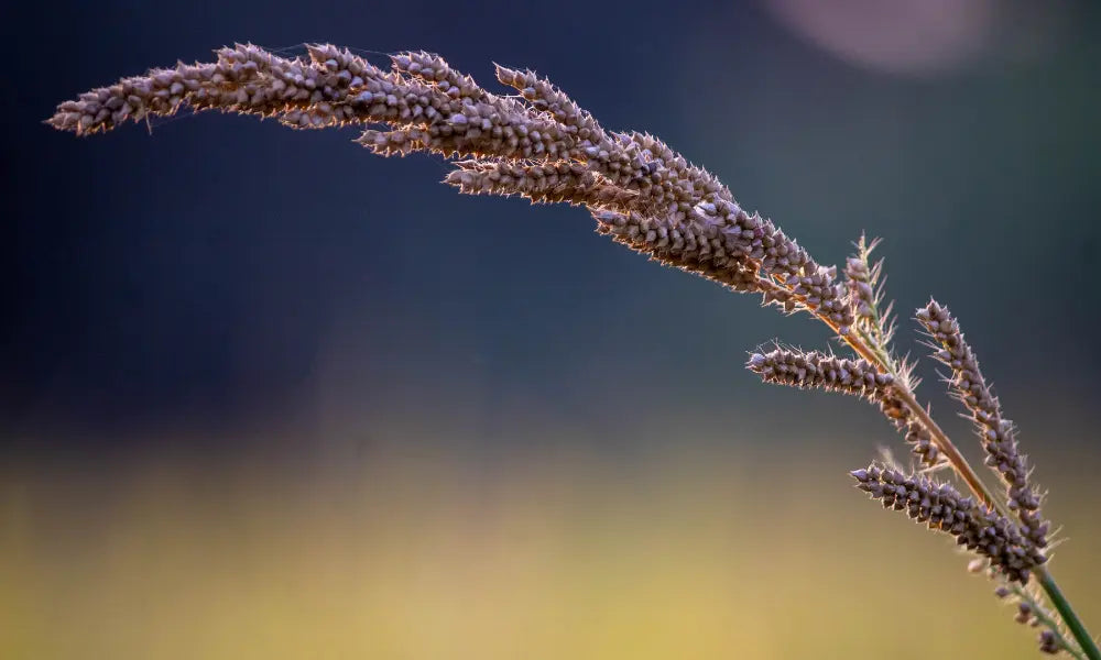 Unveiling the Hidden Gems: A Journey into the Lesser-Known Varieties of Millets