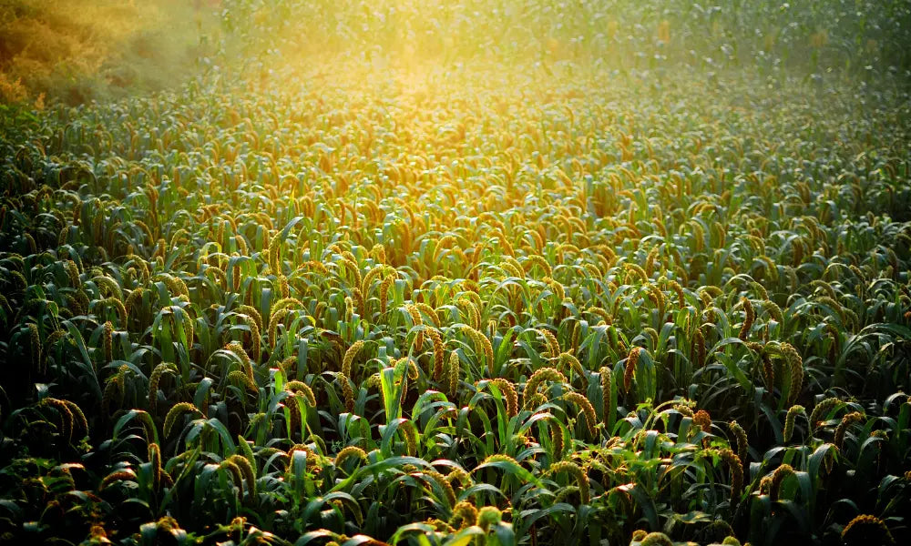 Going Green with Millets: The Sustainable Choice for a Healthier Planet